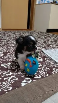 うなどん 様のお迎えした子犬