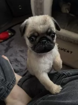 koharu 様のお迎えした子犬