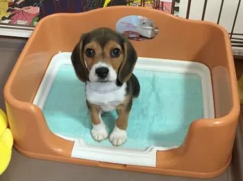 ナナミ 様のお迎えした子犬