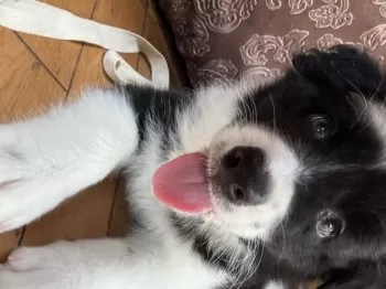 SC 様のお迎えした子犬