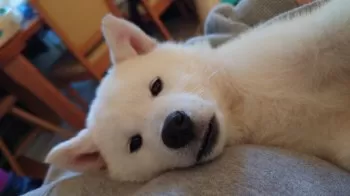 kiki 様のお迎えした子犬