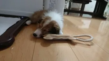 きなこ 様のお迎えした子犬