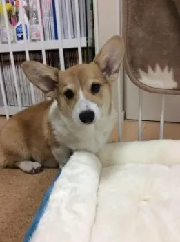 フミフミ 様のお迎えした子犬