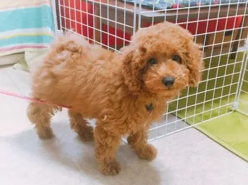 くーたん 様のお迎えした子犬