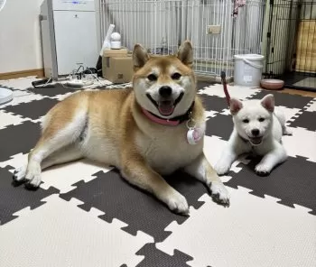 こむぎ 様のお迎えした子犬