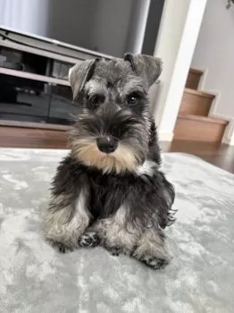 A.H 様のお迎えした子犬