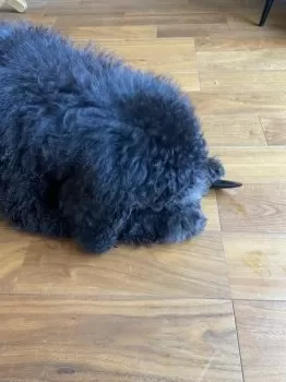 ko 様のお迎えした子犬