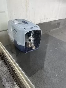 せい 様のお迎えした子犬