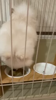 か 様のお迎えした子犬