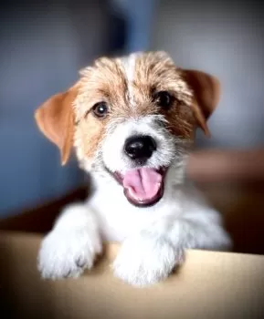 TRY 様のお迎えした子犬