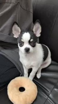 バム 様のお迎えした子犬