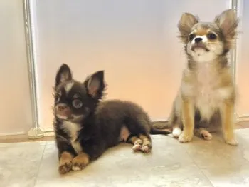 かーしゅ 様のお迎えした子犬