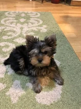 加トちゃん 様のお迎えした子犬