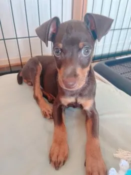 E.T 様のお迎えした子犬