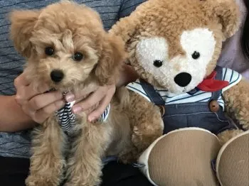 うーきょん 様のお迎えした子犬