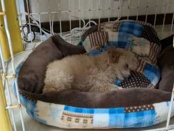 S.M 様のお迎えした子犬