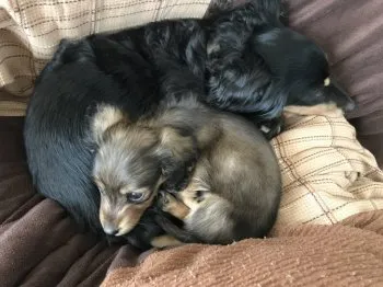ruru&alice 様のお迎えした子犬