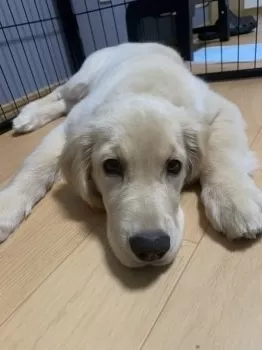 K.M 様のお迎えした子犬