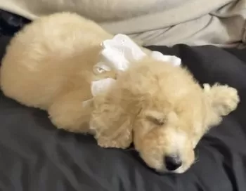 M 様のお迎えした子犬