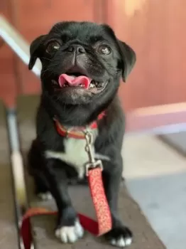 H.K 様のお迎えした子犬