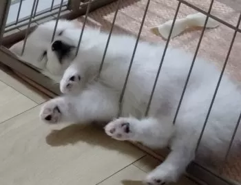 M.O 様のお迎えした子犬