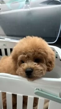 A.S 様のお迎えした子犬