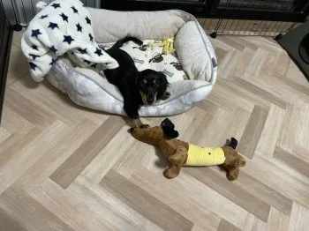 とまと 様のお迎えした子犬