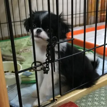 れいママ 様のお迎えした子犬