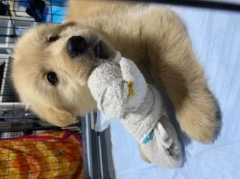 M.M 様のお迎えした子犬