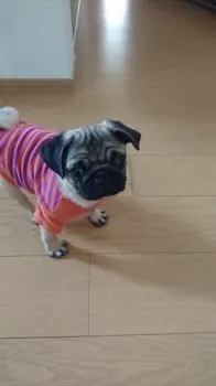 naka 様のお迎えした子犬