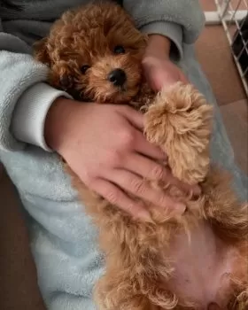 しー 様のお迎えした子犬