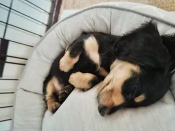 A.K 様のお迎えした子犬