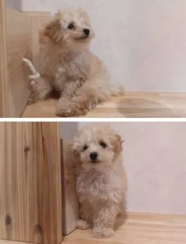 M.T 様のお迎えした子犬