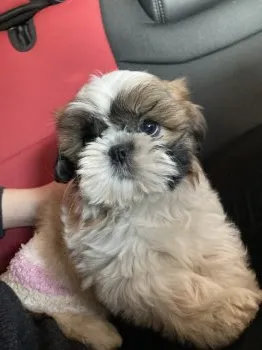 N.T 様のお迎えした子犬