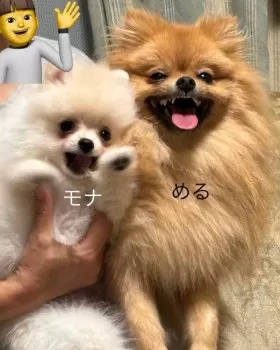 もも 様のお迎えした子犬