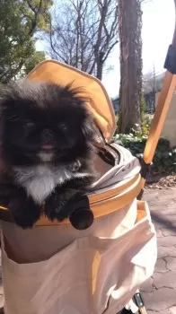 K.M 様のお迎えした子犬