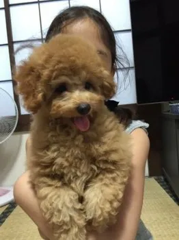 みみ 様のお迎えした子犬