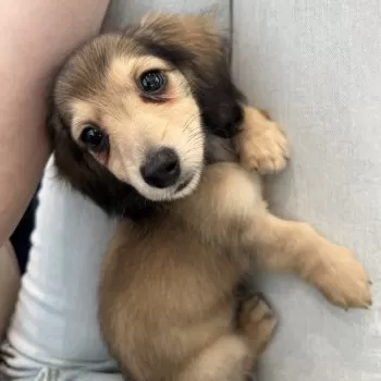 K 様のお迎えした子犬