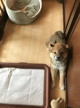 こころ 様のお迎えした子犬