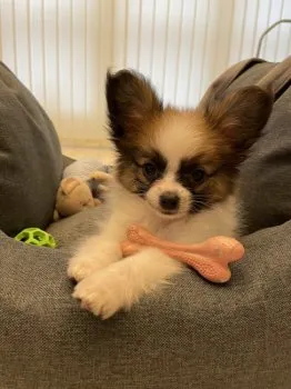 k 様のお迎えした子犬