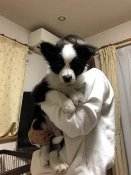 みさ 様のお迎えした子犬