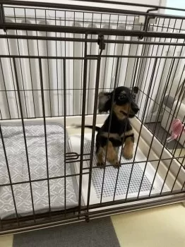 Y.W 様のお迎えした子犬