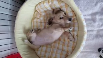 ココアのママ 様のお迎えした子犬