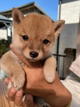 もも 様のお迎えした子犬