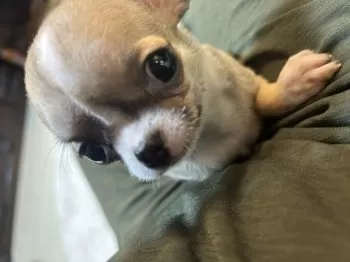 ティアラ 様のお迎えした子犬