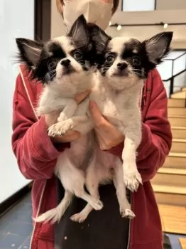 C.O 様のお迎えした子犬