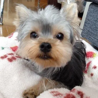 S.M 様のお迎えした子犬