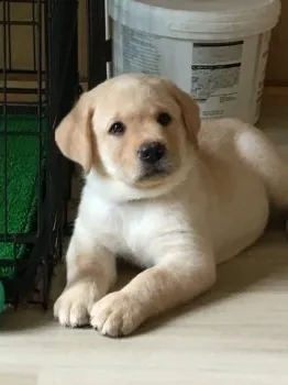 ななな 様のお迎えした子犬