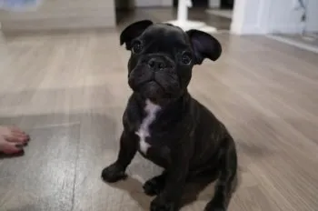 tom 様のお迎えした子犬