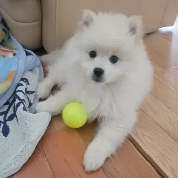 T.H 様のお迎えした子犬
